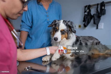 Dog Being Examined By A Veterinarian Stock Photo Download Image Now