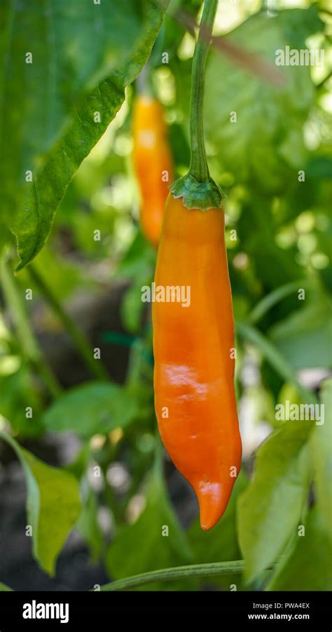 Aji Yellow Chili Pepper Closeup 1 Stock Photo Alamy