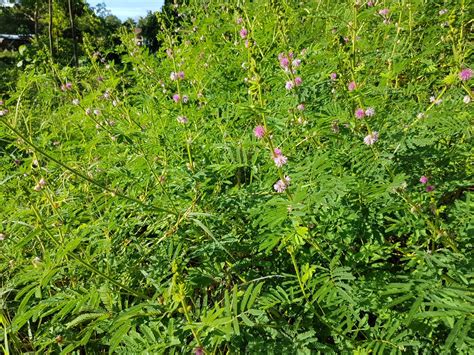 Fact Sheet Giant Sensitive Plant 450