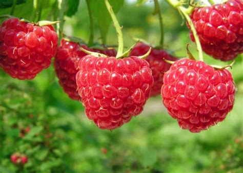 Growing Raspberries In Raised Beds 7 Essential Steps Peppers Home