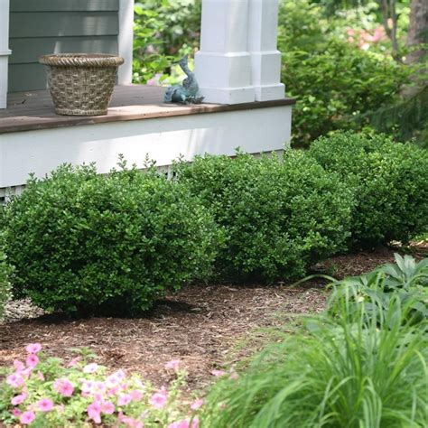 Sprinter Boxwood Shrub Box Wood Shrub Winter Gem