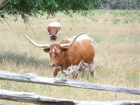 Dec 27, 2018 · cabbage soup. Texas Long horn - Washington on the brazos - Texas (With ...
