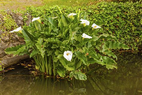 The Acquatic White Calla Lily Known As Zantedeschia Aethiopica Greeting