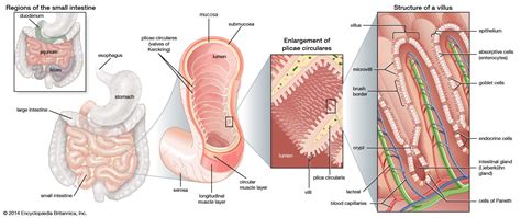 Small Intestine Digestive Function Structure And Length Britannica