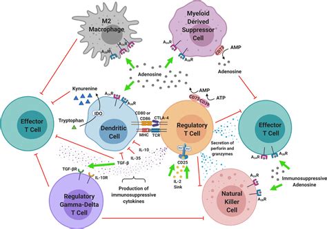 Regulatory T Cell Targeting In Cancer Emerging Strategies In Immunotherapy Dees 2021