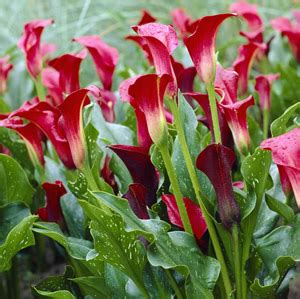 Calla Lily Majestic Red Garden Express