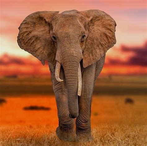 Photo By Ralphbudke Majestic African Elephant Taking In Beautiful