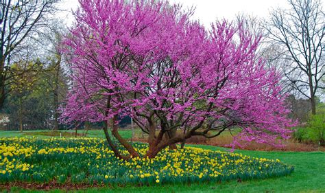 Redbud Tree Care The Best Practices Plantingtree