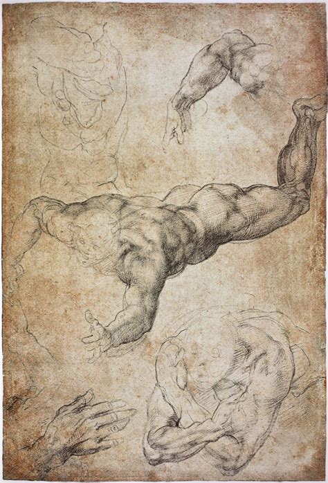 Anatomy Study By Michelangelo Figure Drawing Michelangelo