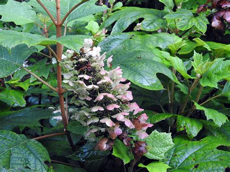 Start doing this at the beginning of spring at weekly intervals for 1 month. Oak Leaf Hydrangea: Native Plant of the Month - Tara Wildlife