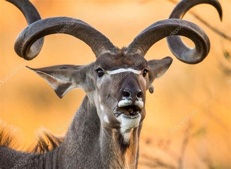 Antelope With Twisted Horns — Stock Photo © Gudkovandrey 76764221