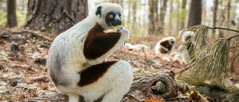 Announcing A New Endowment For The Duke Lemur Center The Barbara