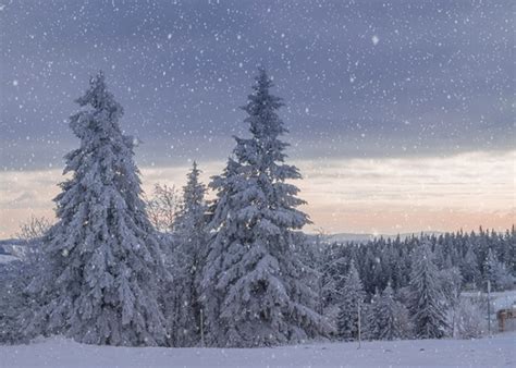 Snowflake Covered Forest Winter Wonderland Scene Christmas Backdrop