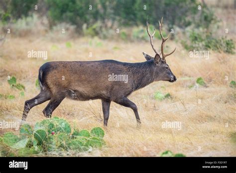 Wild South Texas Sika Deer Buck Also Known As A Japanese Or Spotted