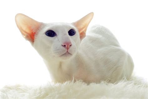 Oriental Cat Breed Information and Pictures - PetGuide