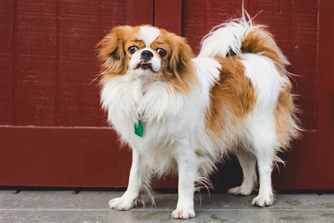 14 Ugly Dog Breeds Uniquely Suited To Capture Your Heart