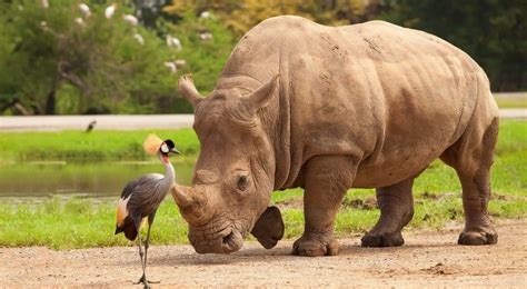 Eating Rhino A Traditional But Unpopular African Dish Fight For Rhinos