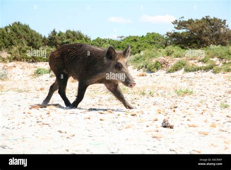 Wild Boar Roaming On A La Maddalena Beach In Sardinia Italy Stock