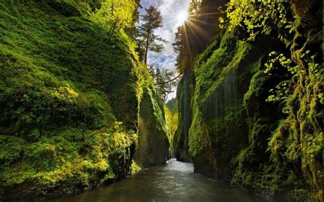 Nature Landscape Canyon Oregon Green Sun Rays Moss River Trees Shrubs