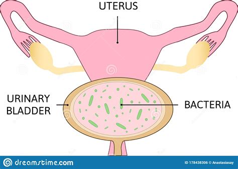 Anatomy Of Female Urinary Bladder Stock Illustration | CartoonDealer