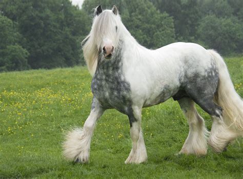 The Gypsy Horse Also Known As The Gypsy Vanner Us Can And Gypsy Cob
