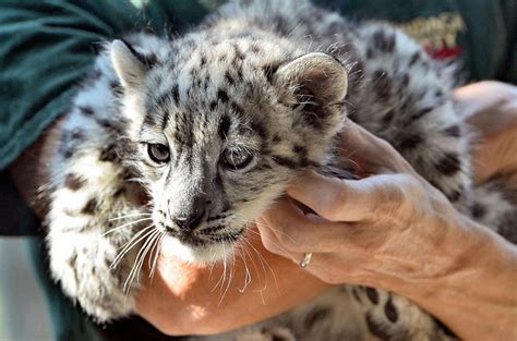 White Wolf 2 Snow Leopard Cubs Born Photos Video