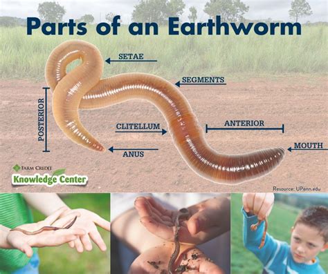 Parts Of An Earthworm Facts Infographic Earthworms