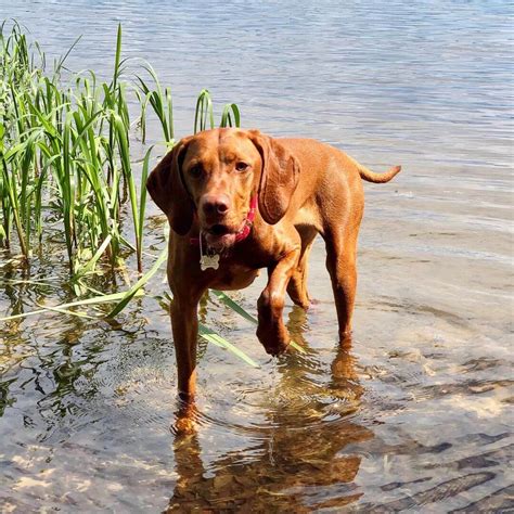 15 Cool Facts About Vizsla Dogs Page 3 Of 5 The Dogman
