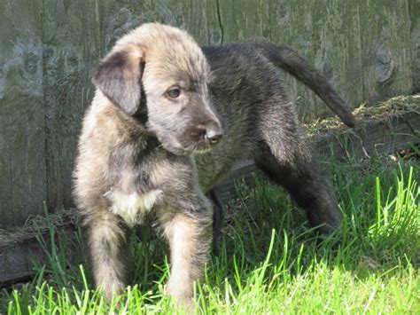 Read about height, weight, temperament, good with children, activity level, grooming tips and training requirements. Stunning Irish Wolfhound Puppies | Boston, Lincolnshire ...