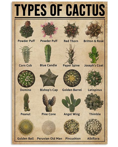 Types Of Cactus Succulents