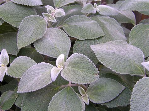Plectranthus argentatus (shade). Also Plectranthus Mona Lavender is ...