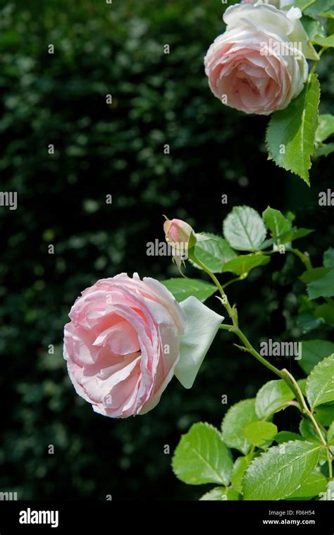 Rose Pierre De Ronsard Stock Photo Alamy