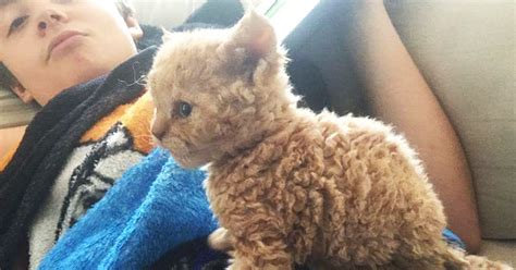 These Curly Cats Who All Descended From One Shelter Kitty Are Taking