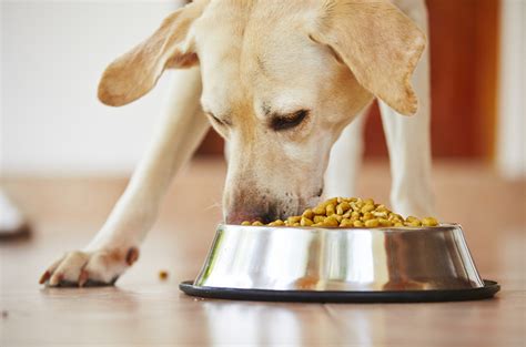 Besides, while your dog is fed balanced food like pedigree™, there is no need to feed any supplements like calcium or home diet. Pros and Cons: Meal Feeding vs Free Feeding Dogs - PetGuide