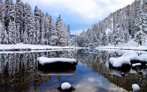 Snowy Pine Forest By The Lake Wallpaper Nature
