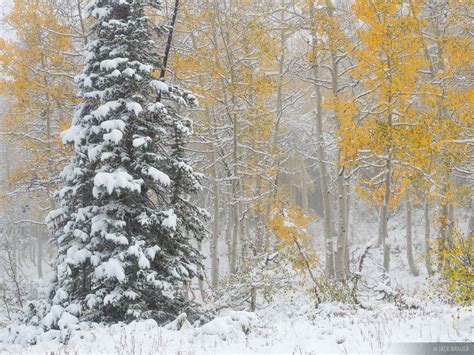 Snowy Pine And Aspens Wasatch Range Utah Mountain Photography By