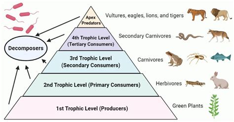 5 Trophic Levels Energy Pyramid