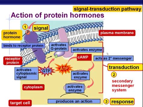 Action Of Protein Hormone Signal Transduction Pathway Endocrine