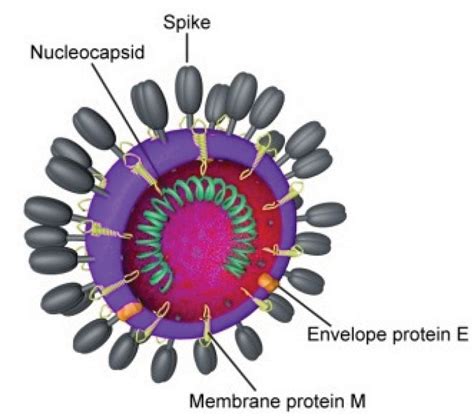 A Perspective Of Viruses And The Outbreak Of A Novel Coronavirus Sars
