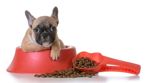 Put regular dog food together with the cheese chips in a bowl and mix well. Best Dog Food for French Bulldogs: 7 Vet Recommended Brands