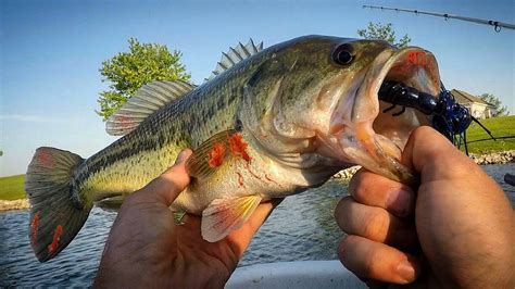 Catching Bloody Bass During Spawn Youtube