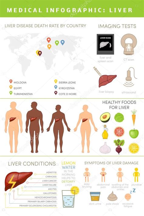Liver Infographic Set — Stock Vector © Marinaua 105380302