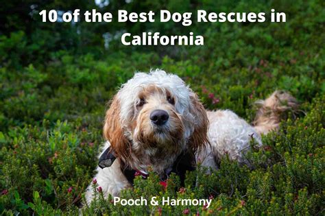 10 Popular Dog Rescues In California Pooch And Harmony