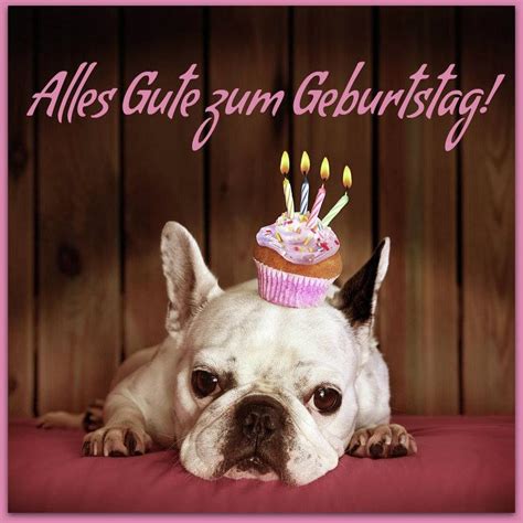 Hunde Mit Einem Mini Geburtstagskuchen Alles Gute Zum Geburtstag