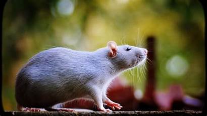 Rat Rats Macro Metal Wallpapers Bokeh Mice