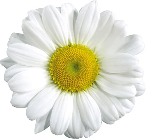 Free White Flowers Transparent Background Download Free White Flowers