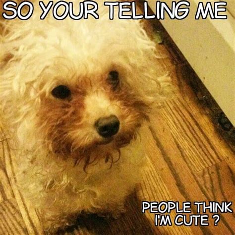 50 Poodle Memes
