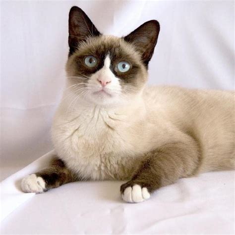 Types Of Siamese Cats Snowshoe Mycats