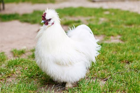 Silkie Chicken Facts Information And Pictures By Pets Planet