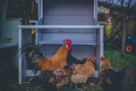 How To Start A Chicken Farm Business Complete Guide Farming Pedia